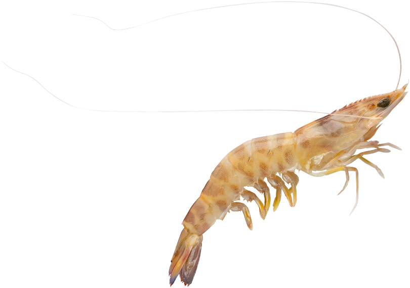 langostino